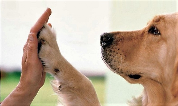 perro-y-humano-1
